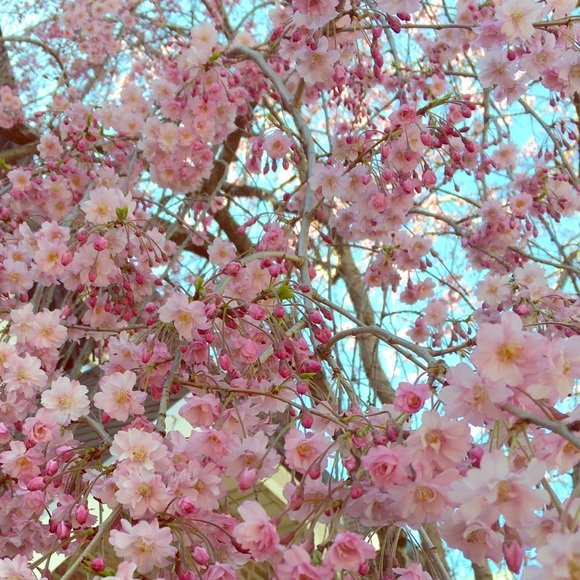 Meet your Posher, Ashley - Picture 2 of 3